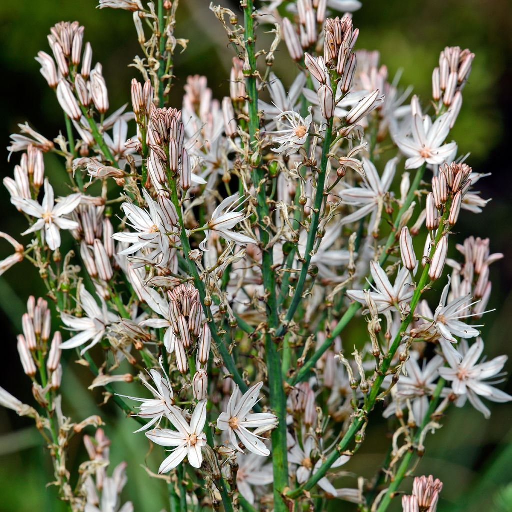 Asphodèle à petits fruits - Asphodelus ramosus