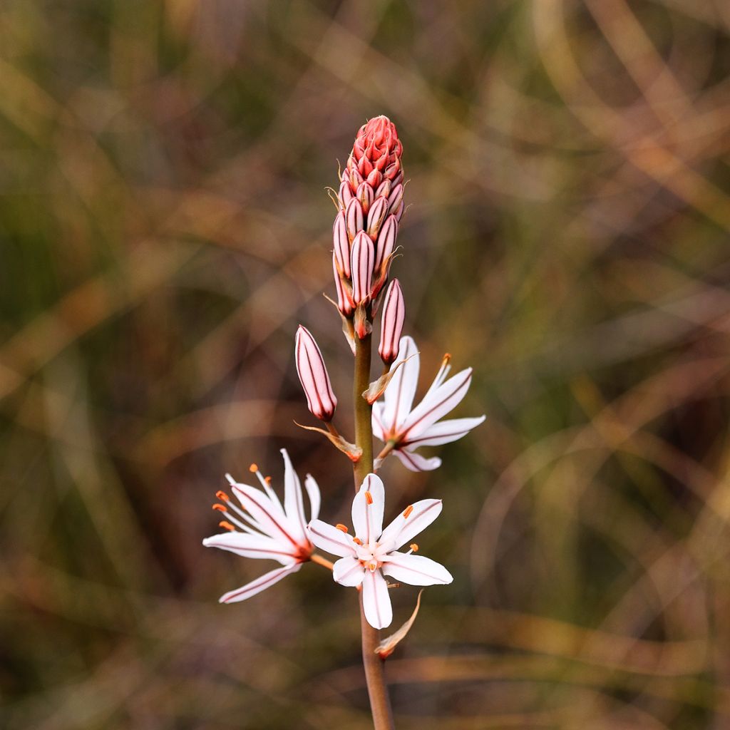 Asphodèle blanc - Asphodelus albus