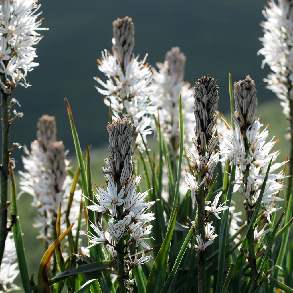 Asphodèle blanc - Asphodelus albus