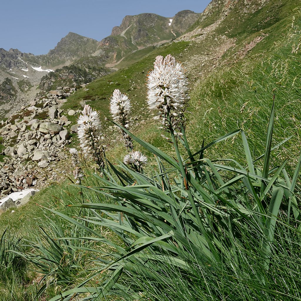 Asphodèle blanc - Asphodelus albus