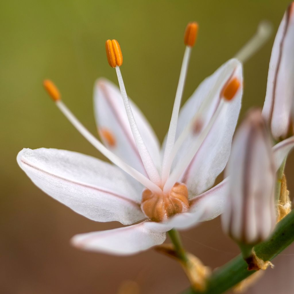 Asphodèle blanc - Asphodelus albus