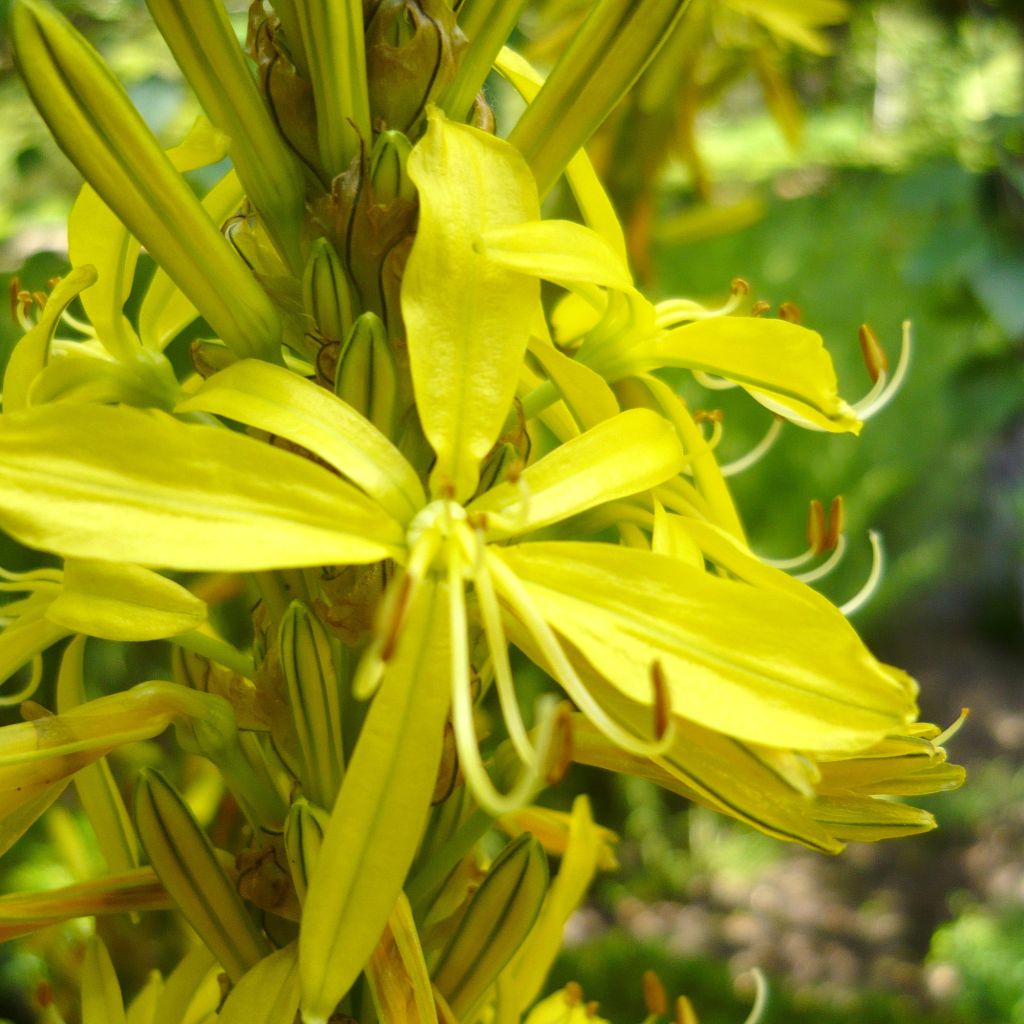 Asphodeline liburnica, Baton de Jacob