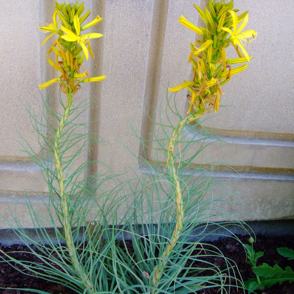 Asphodeline liburnica, Baton de Jacob