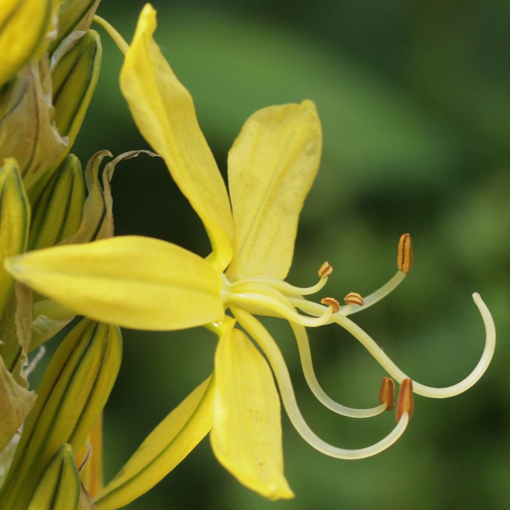 Asphodeline liburnica, Baton de Jacob