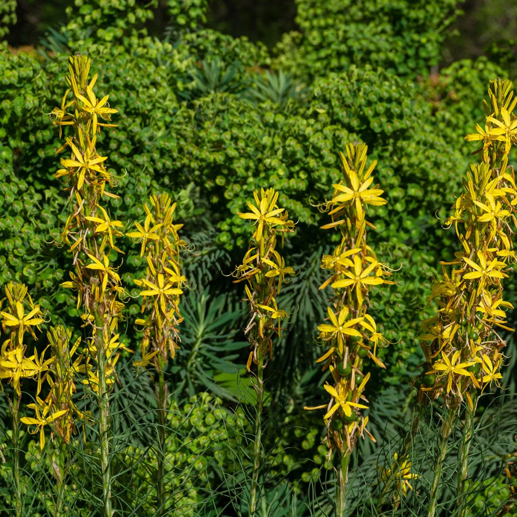 Asphodeline liburnica - Bâton de Jacob