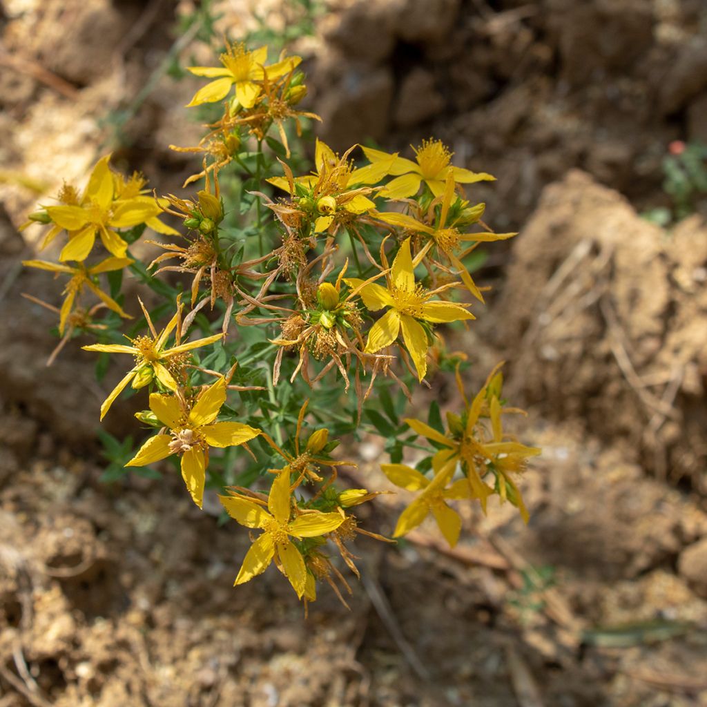 Asphodeline liburnica - Bâton de Jacob