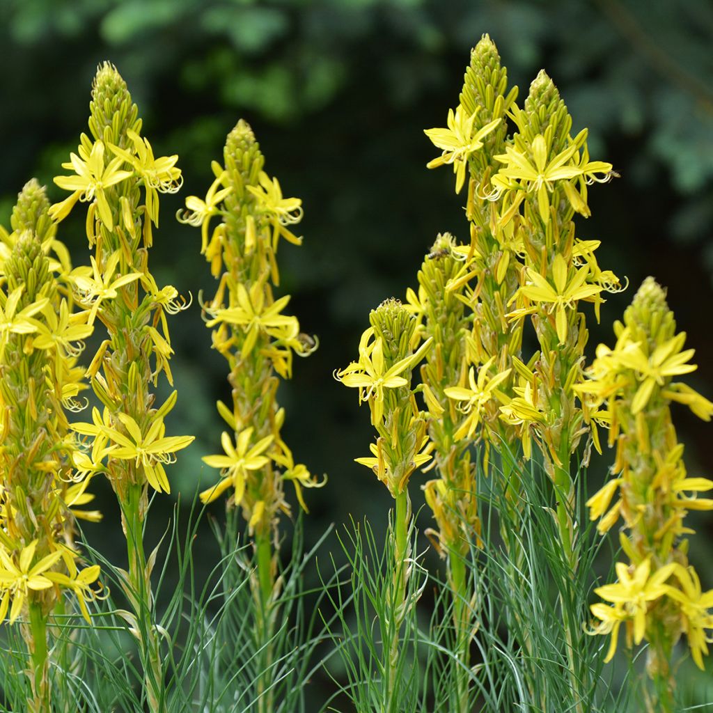 Asphodeline lutea - Bâton de Jacob