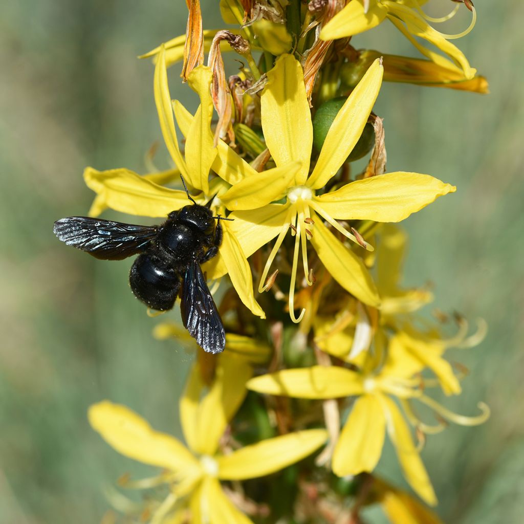 Asphodeline lutea - Bâton de Jacob