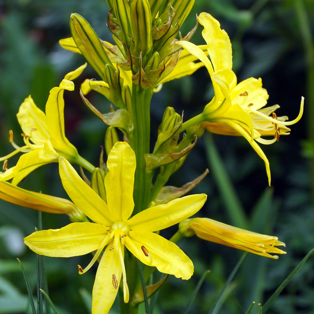 Asphodeline lutea - Bâton de Jacob