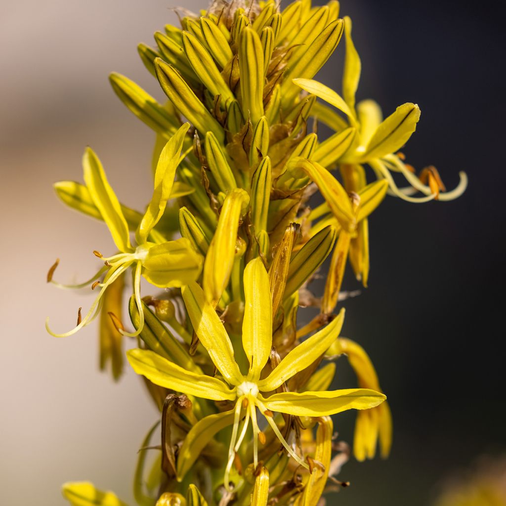 Asphodeline lutea - Bâton de Jacob