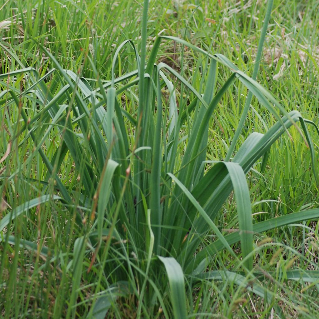 Asphodèle, Asphodelus albus