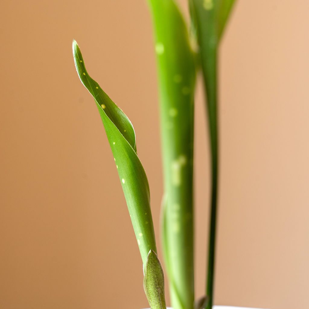 Aspidistra Milky way - Aspidistre élevée