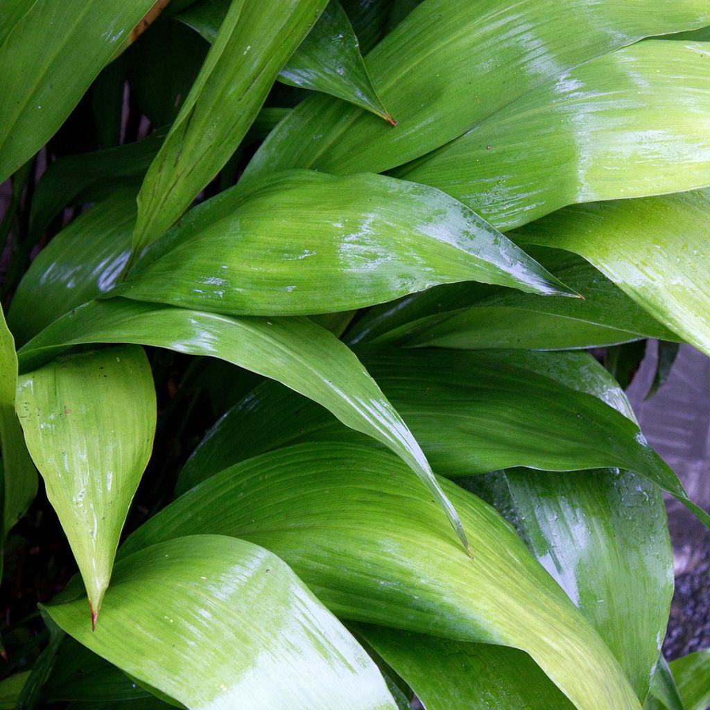 Aspidistra elatior - Aspidistre élevée