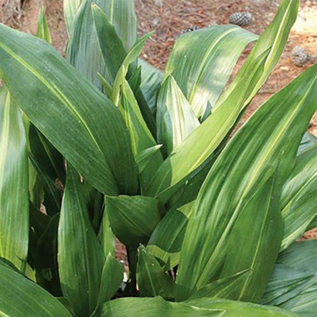 Aspidistra elatior Zebra - Aspidistre élevée