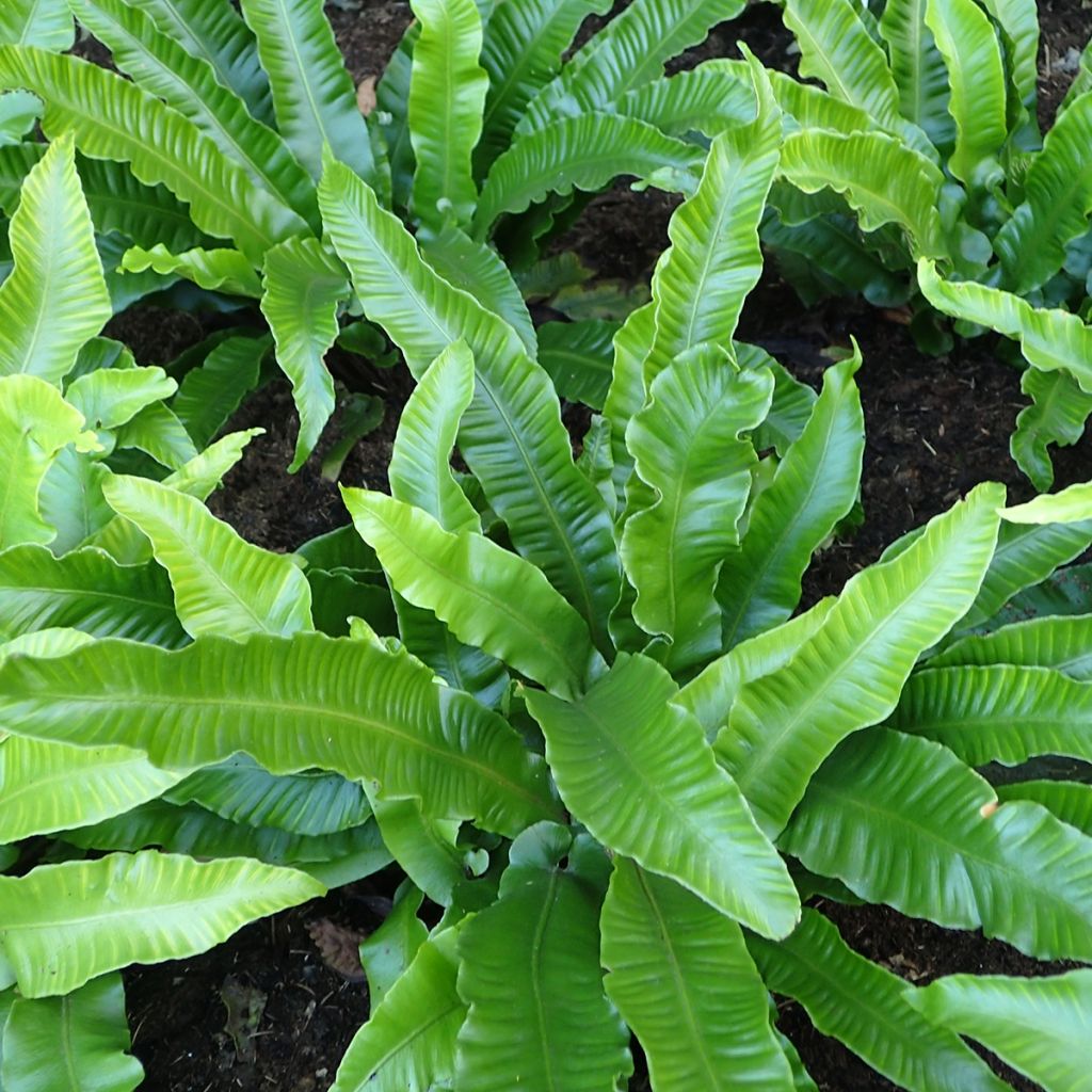 Asplenium scolopendrium Angustifolia - Fougère scolopendre