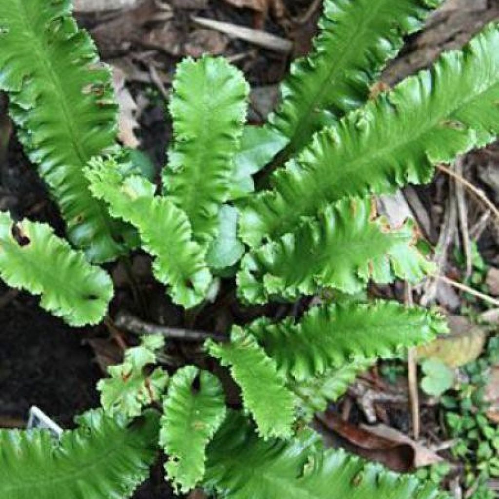Asplenium scolopendrium Angustifolia - Fougère scolopendre