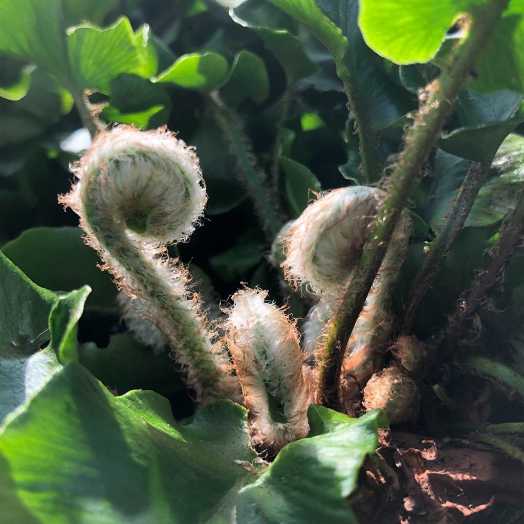 Asplenium scolopendrium Angustifolia - Fougère scolopendre