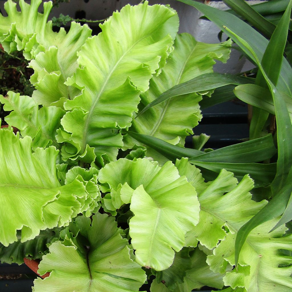 Asplenium scolopendrium Bolton’s Nobile - Fougère scolopendre