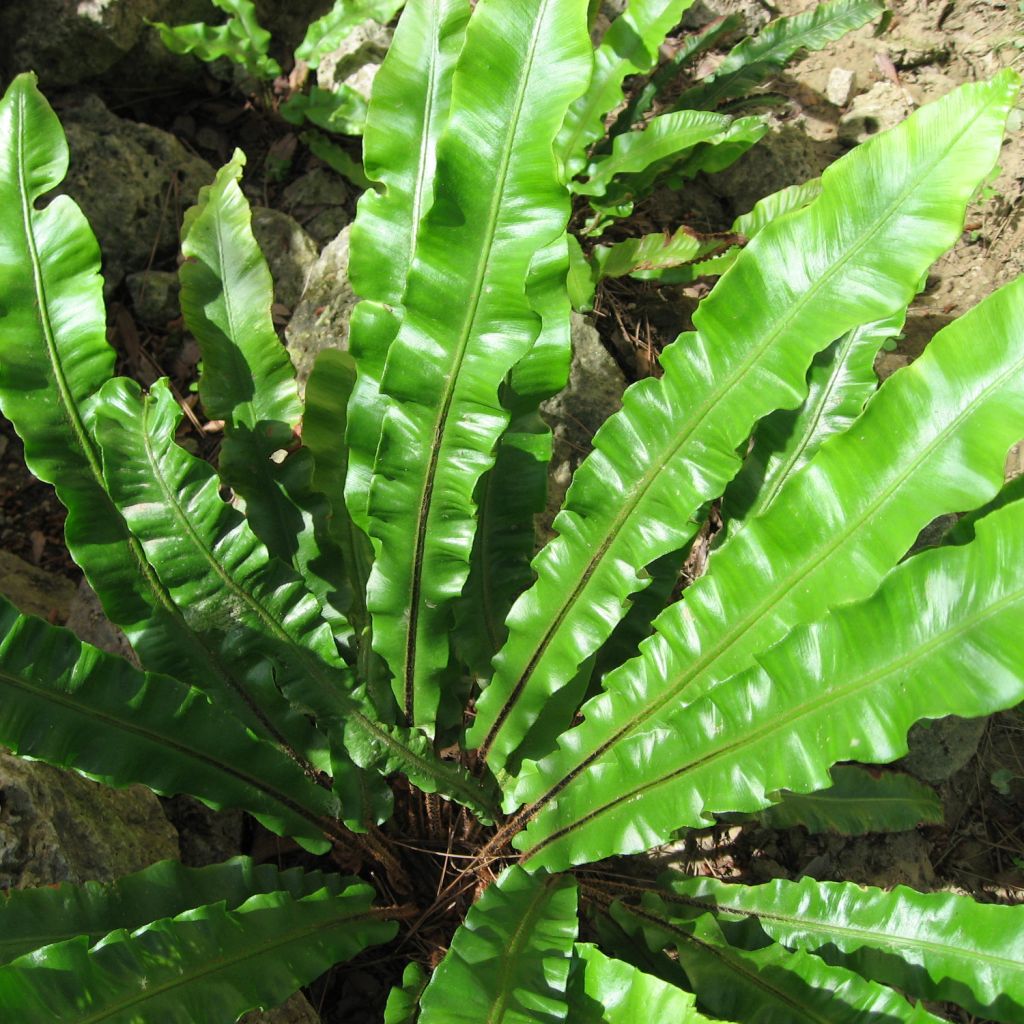 Asplenium scolopendrium Undulatum Group