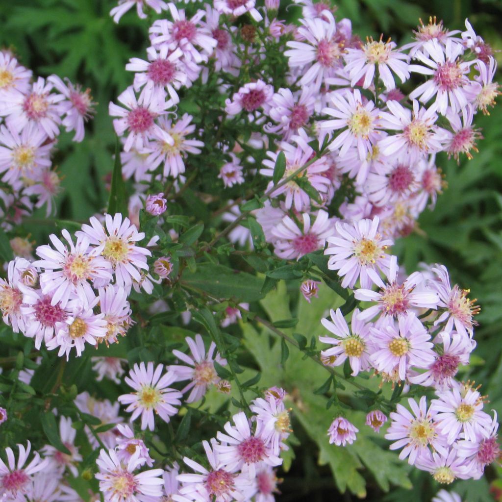 Aster laterifolius Coombe Fishacre - Aster d'automne