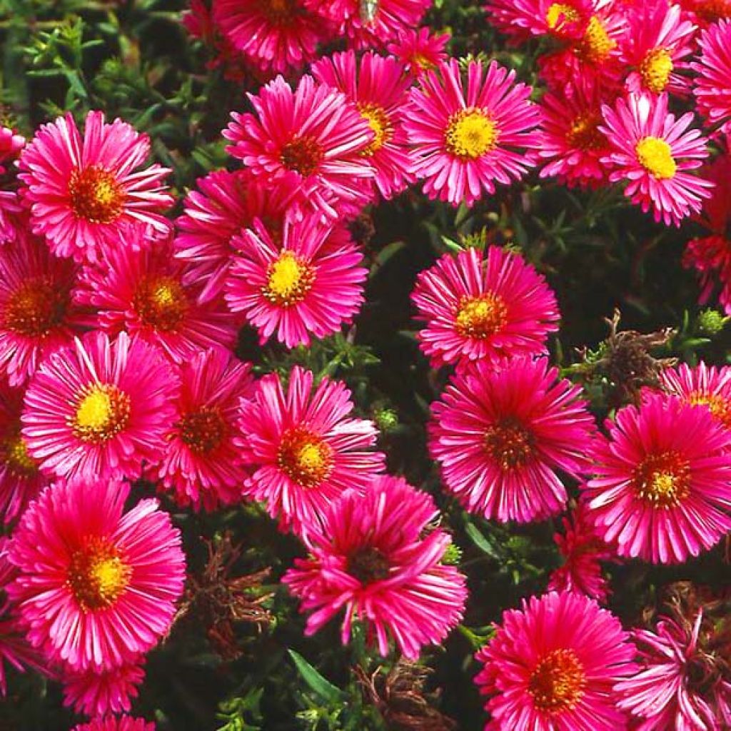 Aster dumosus Jenny