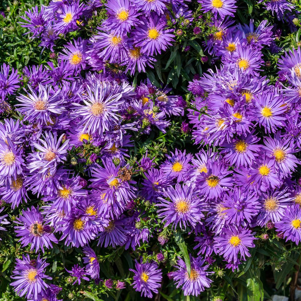 Aster Herfstweelde - Aster d'automne