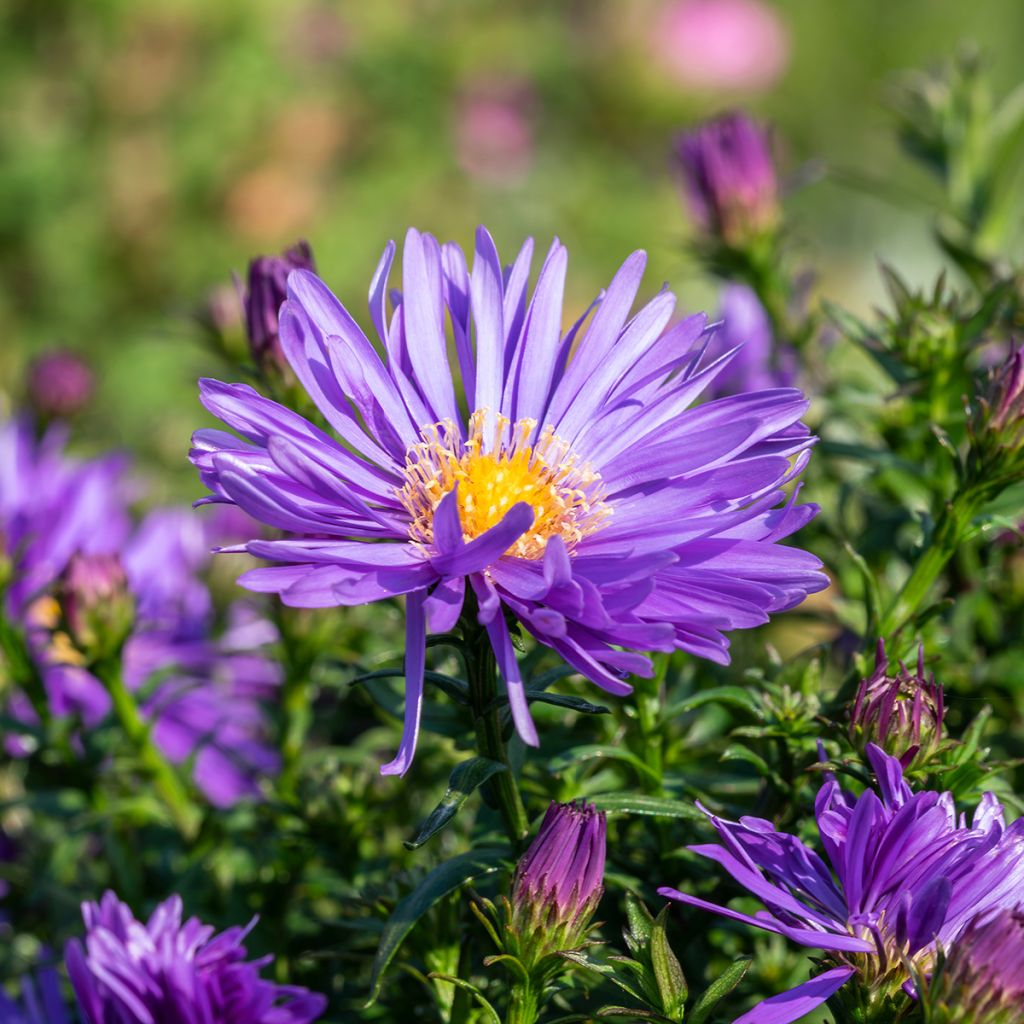 Aster Herfstweelde - Aster d'automne