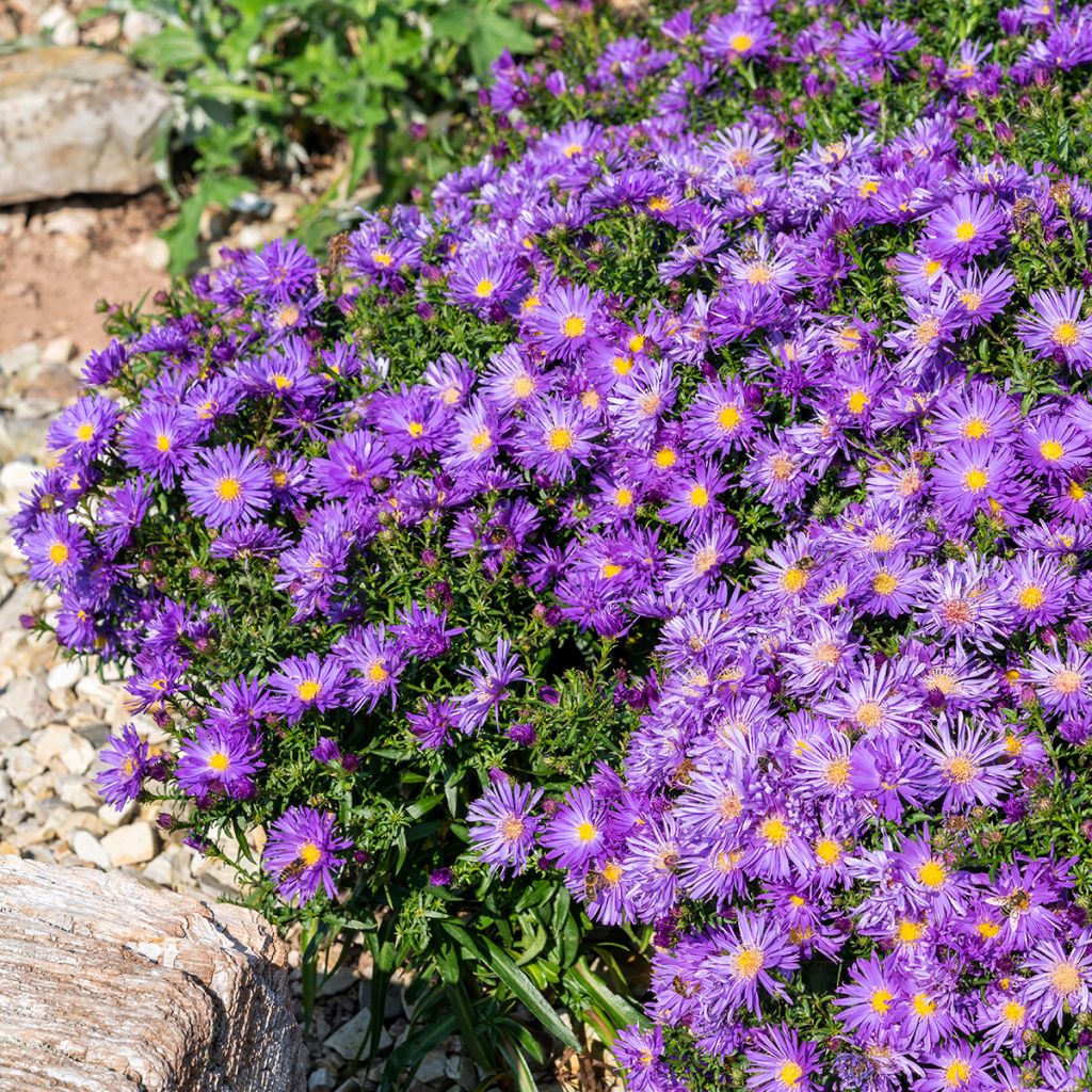 Aster Herfstweelde - Aster d'automne