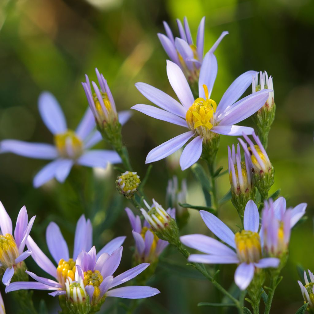 Aster à feuilles de sedum - Aster sedifolius