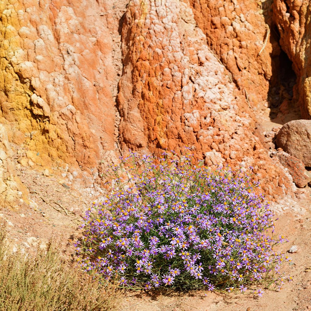 Aster à feuilles de sedum - Aster sedifolius