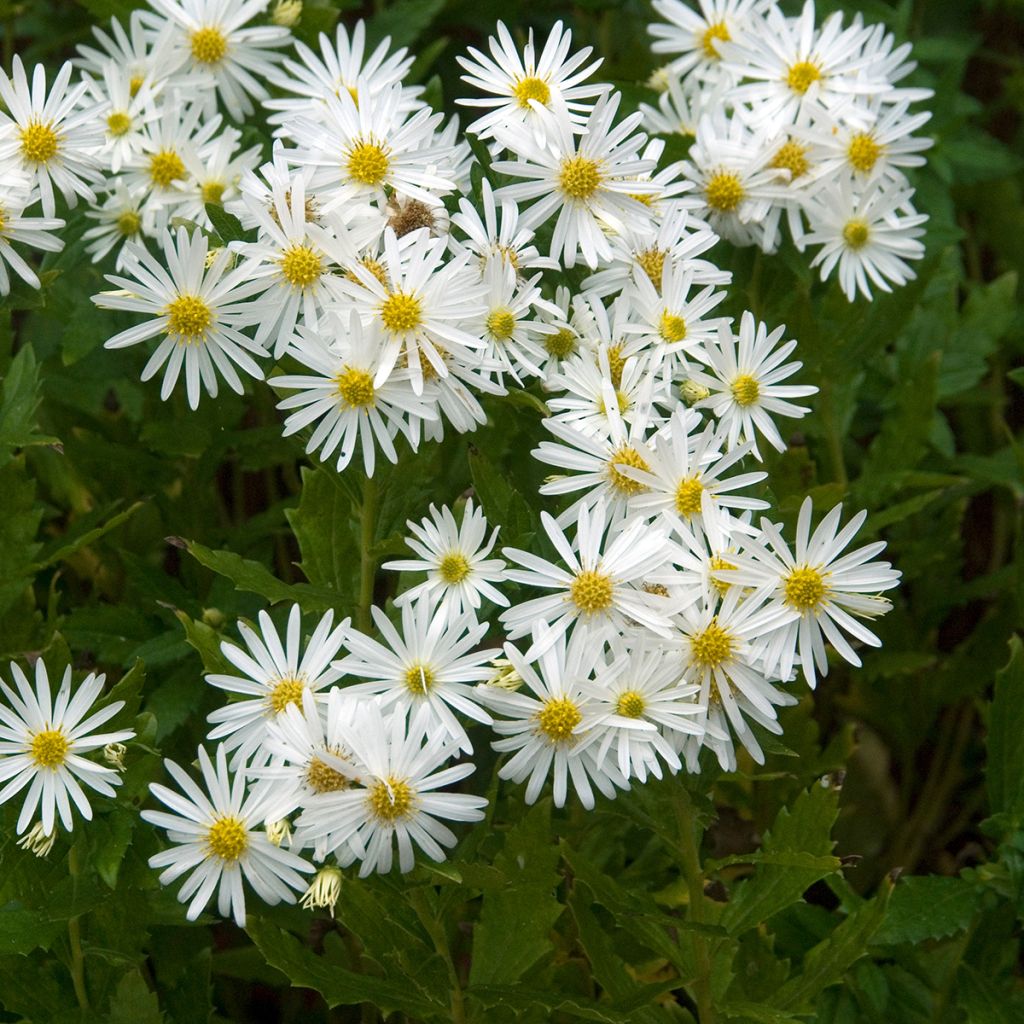 Aster ageratoides Ashvi - Aster d'automne blanc