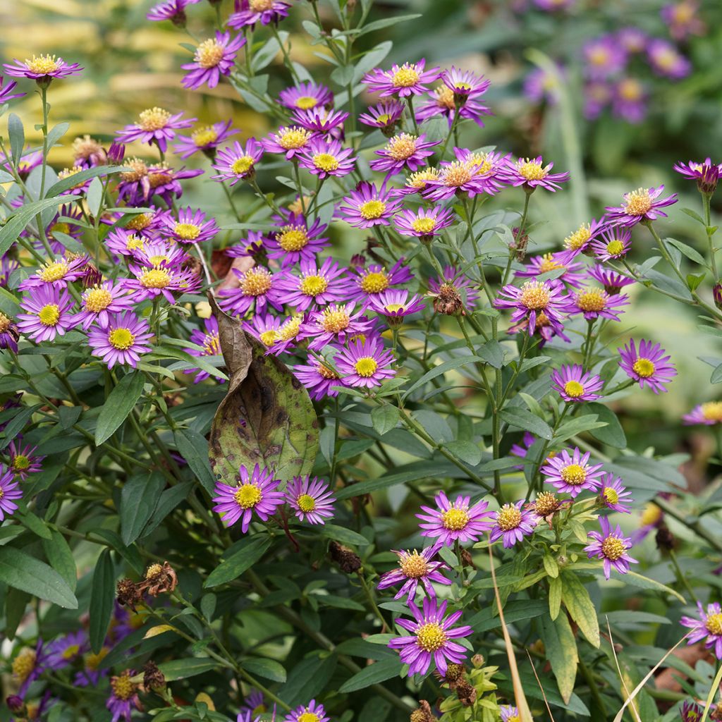 Aster ageratoides Ezo Murasaki