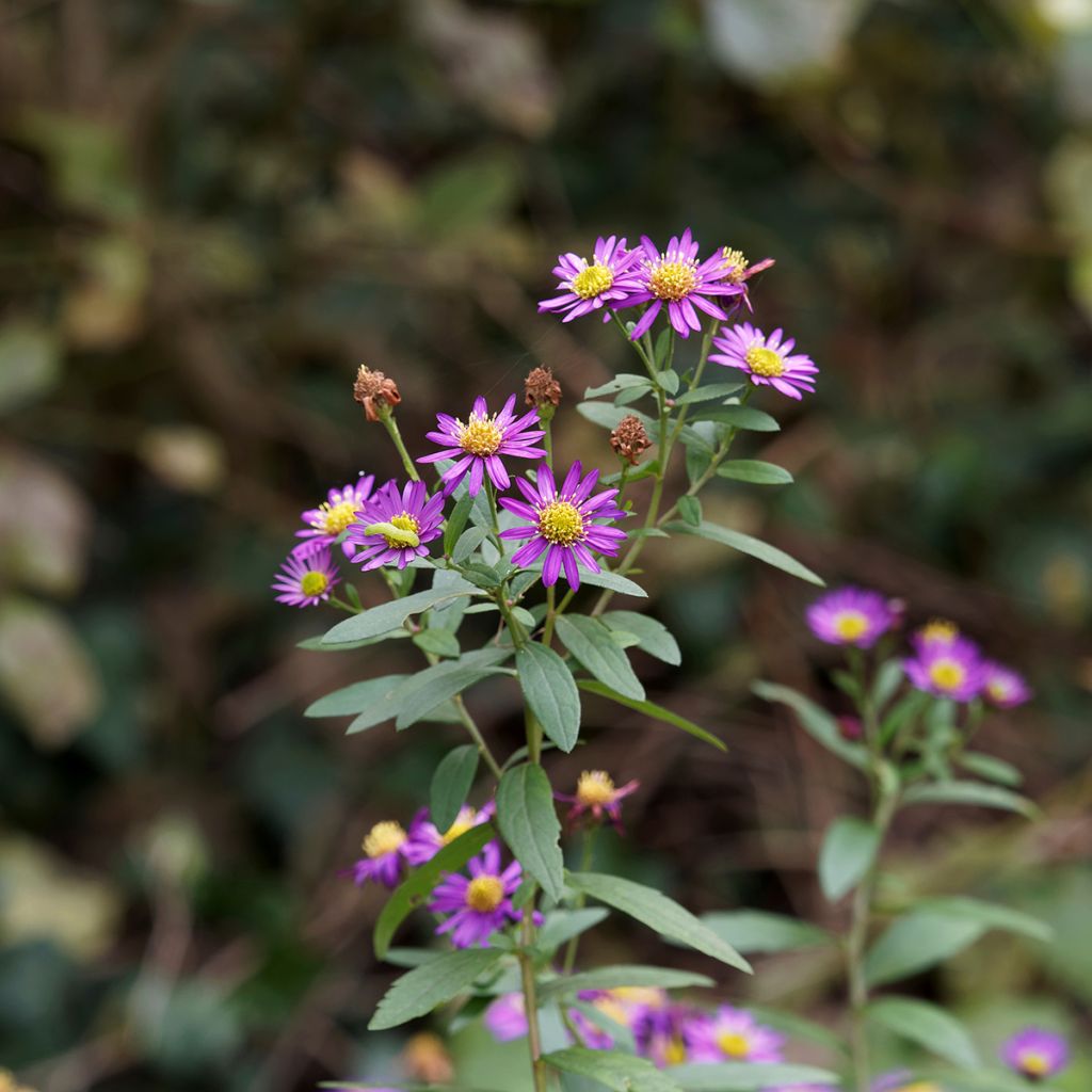 Aster ageratoides Ezo Murasaki