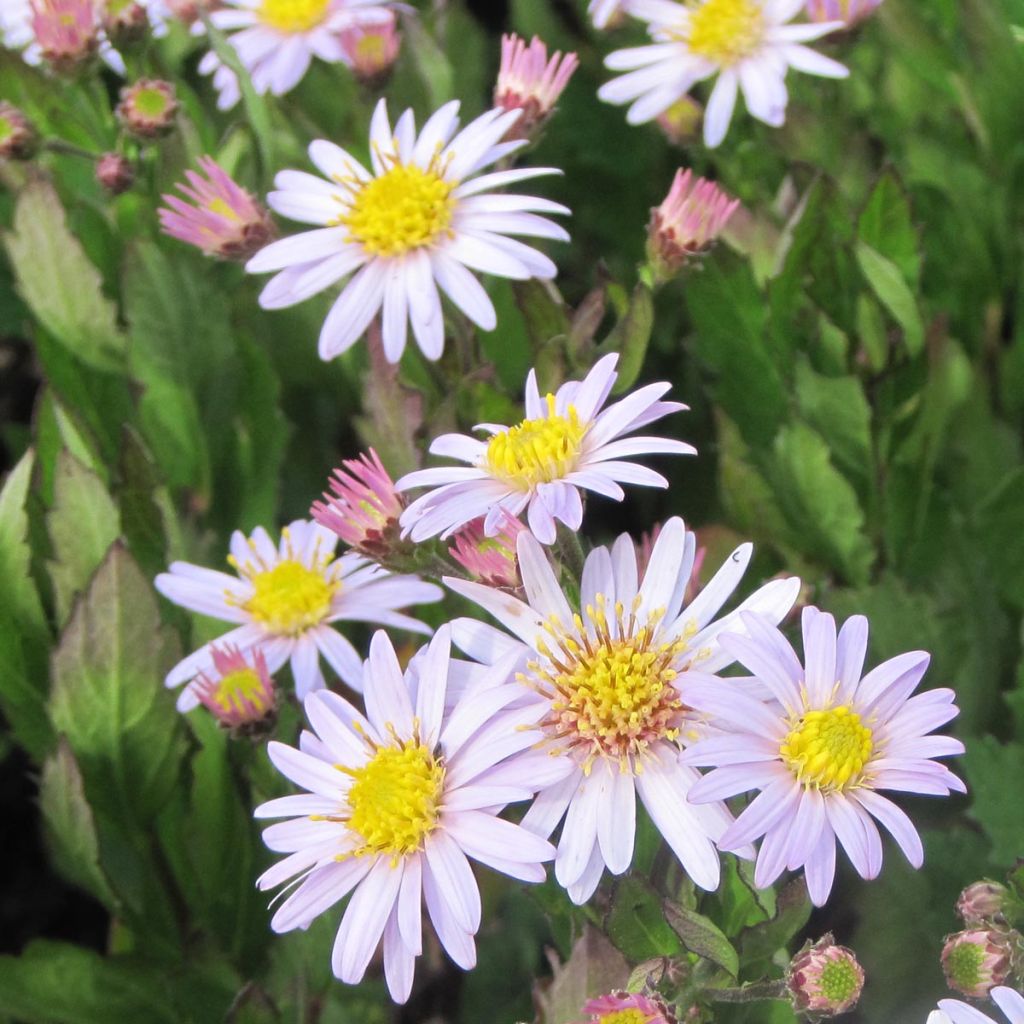 Aster ageratoides Stardust