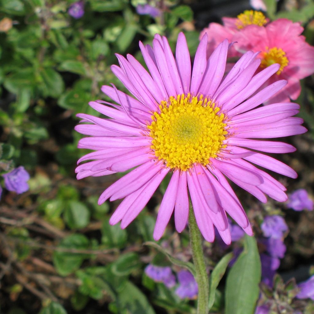 Aster alpinus Pinkie - Aster des Alpes