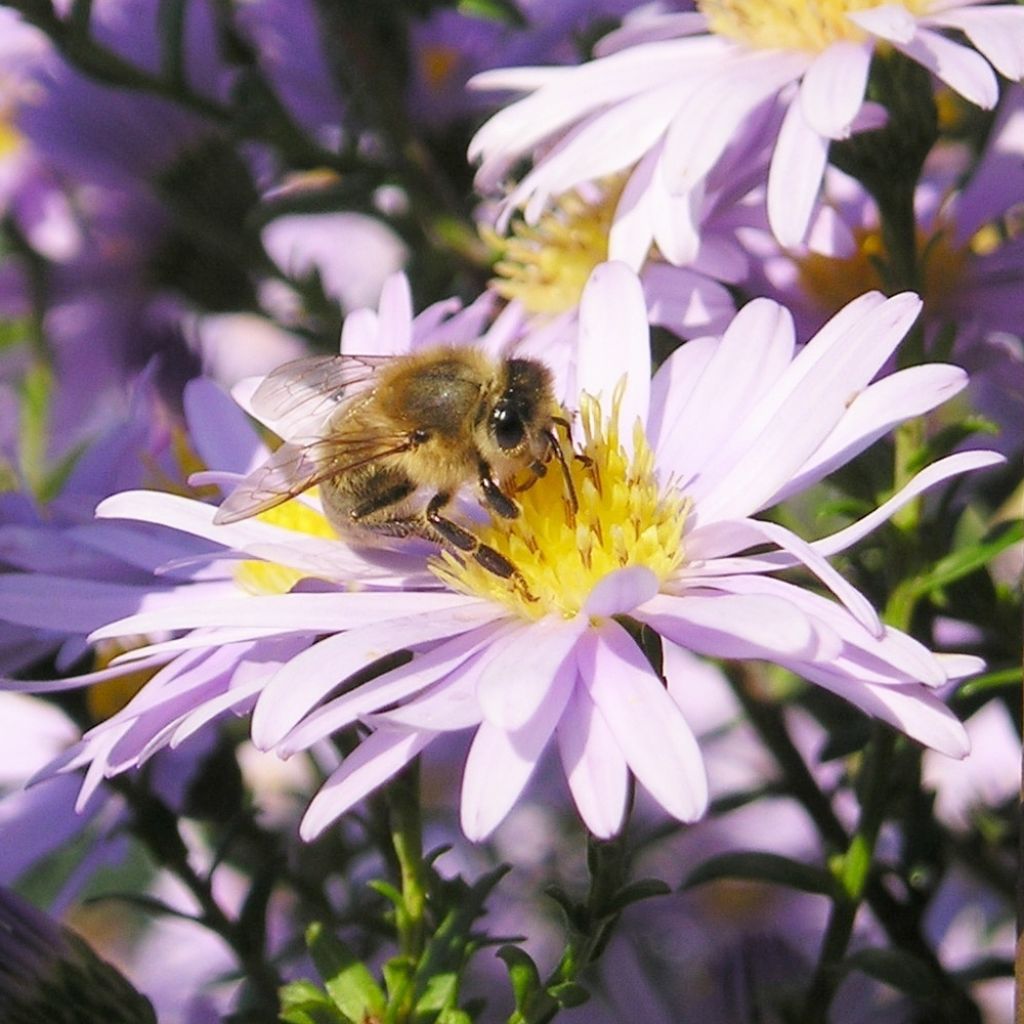 Aster amellus September Glow