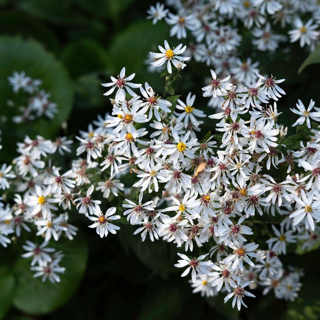 Aster divaricatus - Aster divariqué