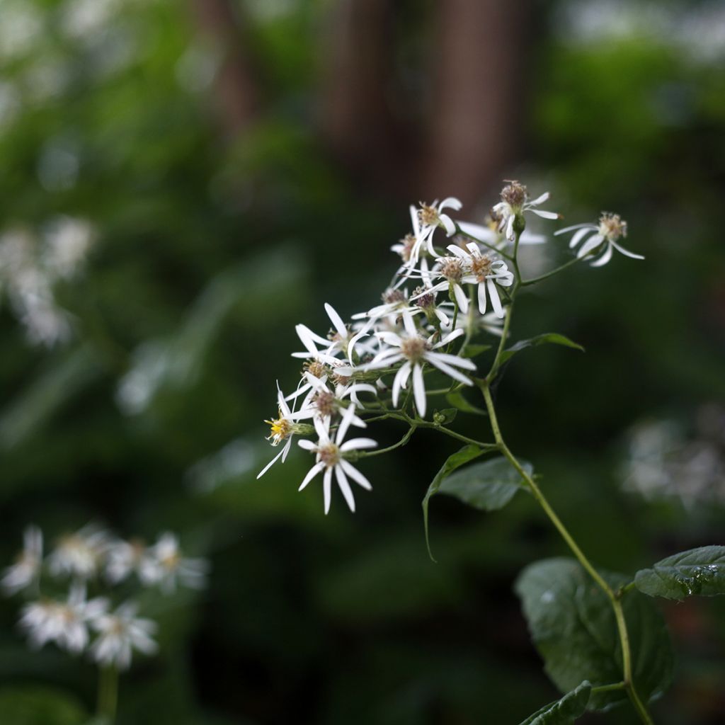 Aster divaricatus - Aster divariqué