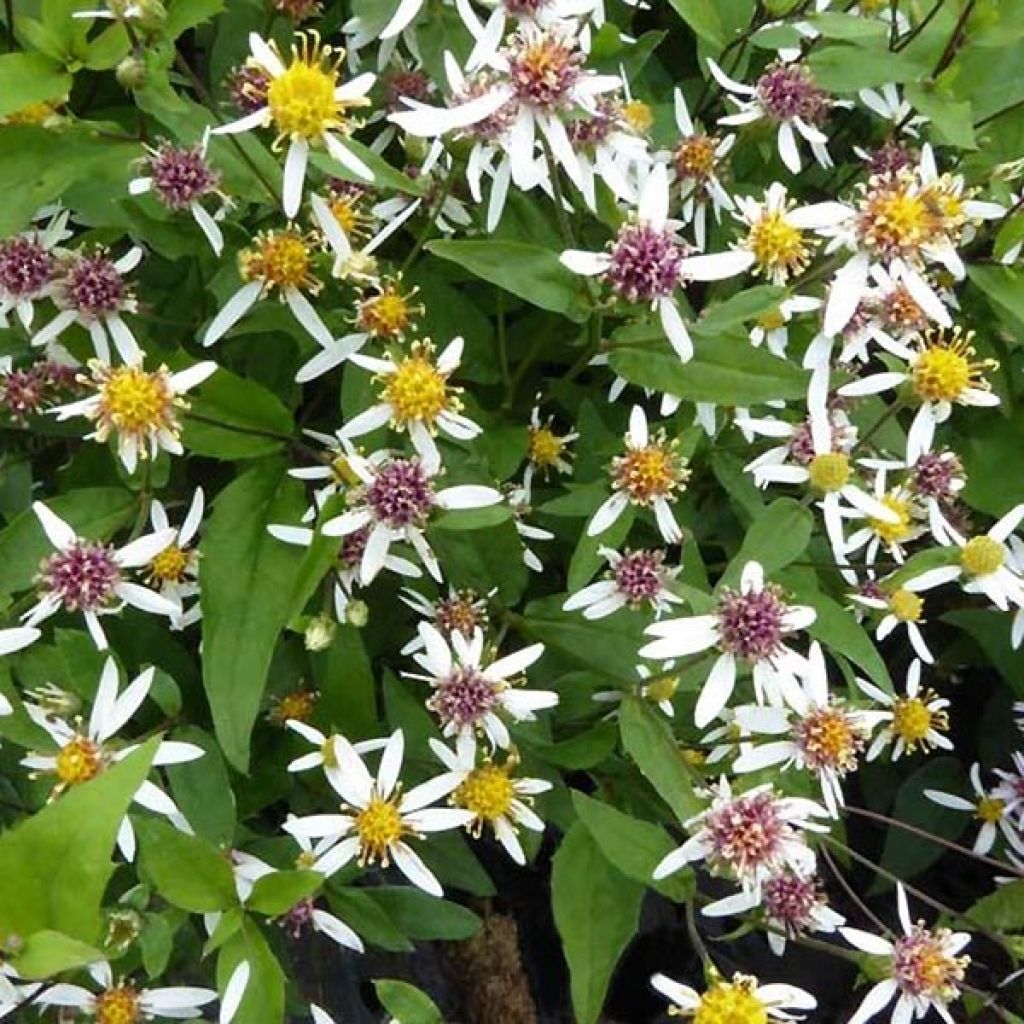 Aster divaricatus Tradescant - Aster divariqué