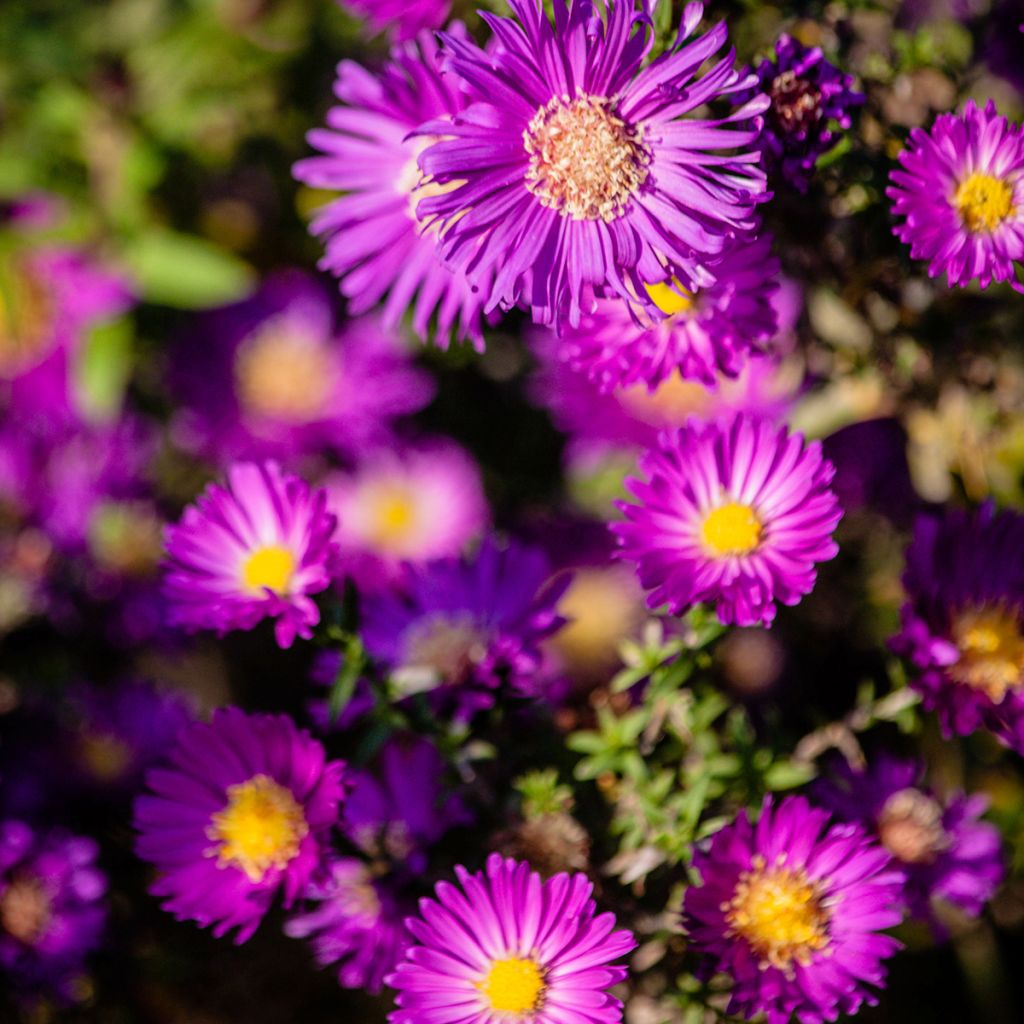 Aster dumosus Anneke - Aster nain