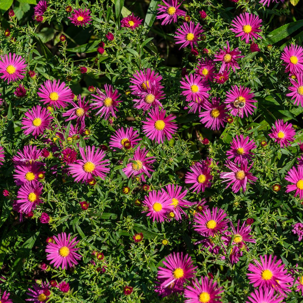 Aster dumosus Bahamas - Aster nain