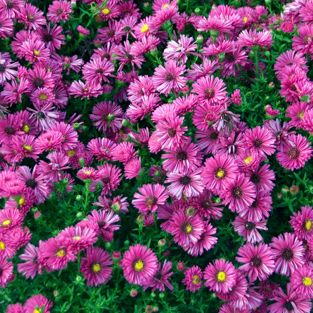 Aster dumosus Jenny - Aster nain