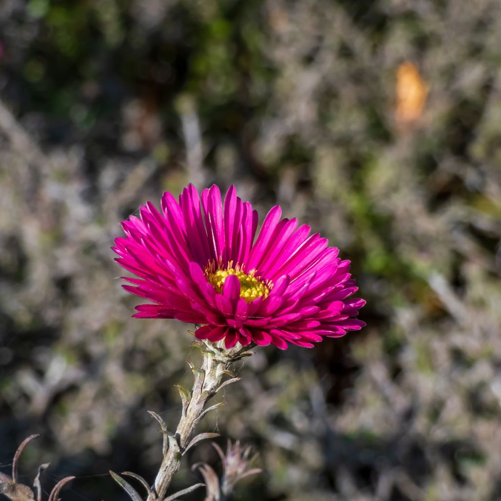 Aster dumosus Jenny - Aster nain