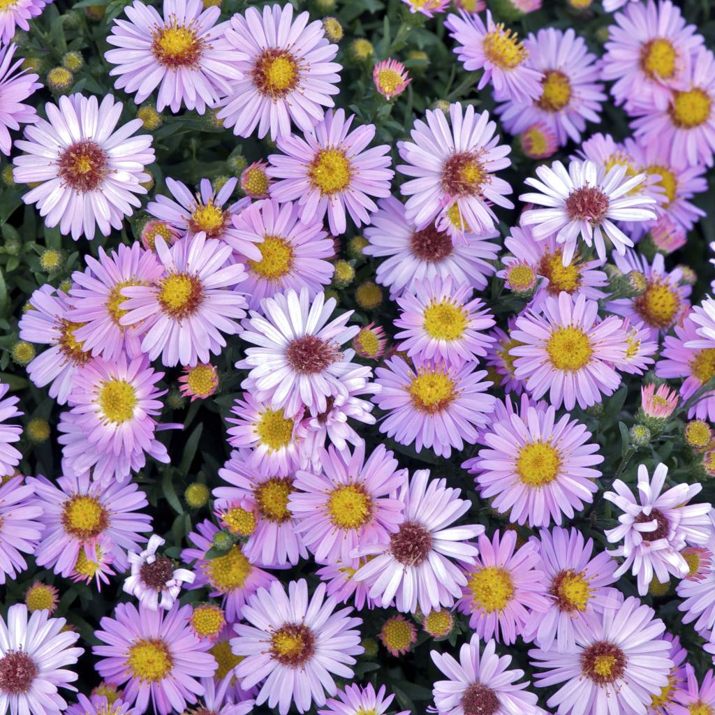 Aster dumosus Marjorie - Aster nain