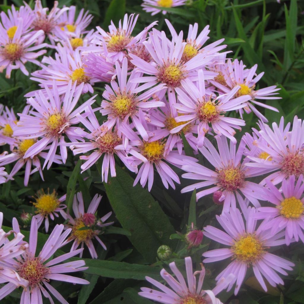 Aster dumosus Peter Harrison - Aster nain d'automne rose
