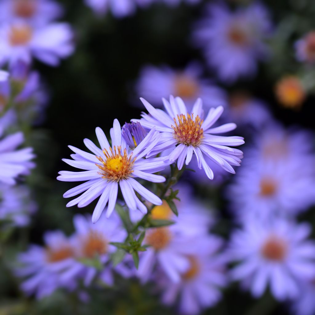 Aster dumosus Prof. Anton Kippenberg