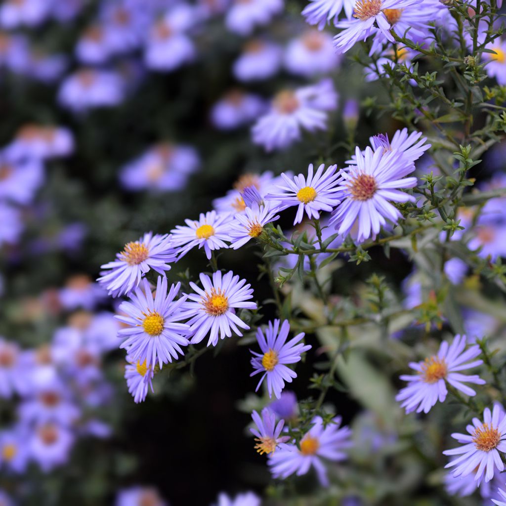 Aster dumosus Prof. Anton Kippenberg