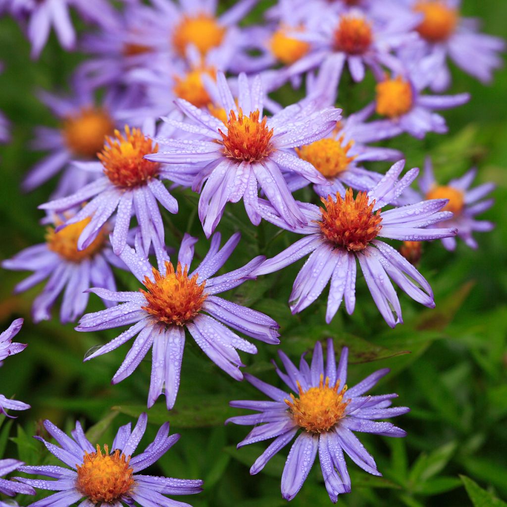 Aster dumosus Prof. Anton Kippenberg