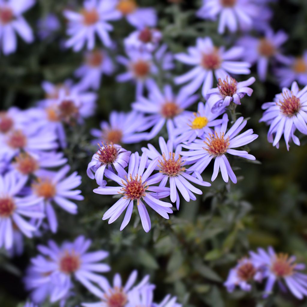 Aster dumosus Prof. Anton Kippenberg