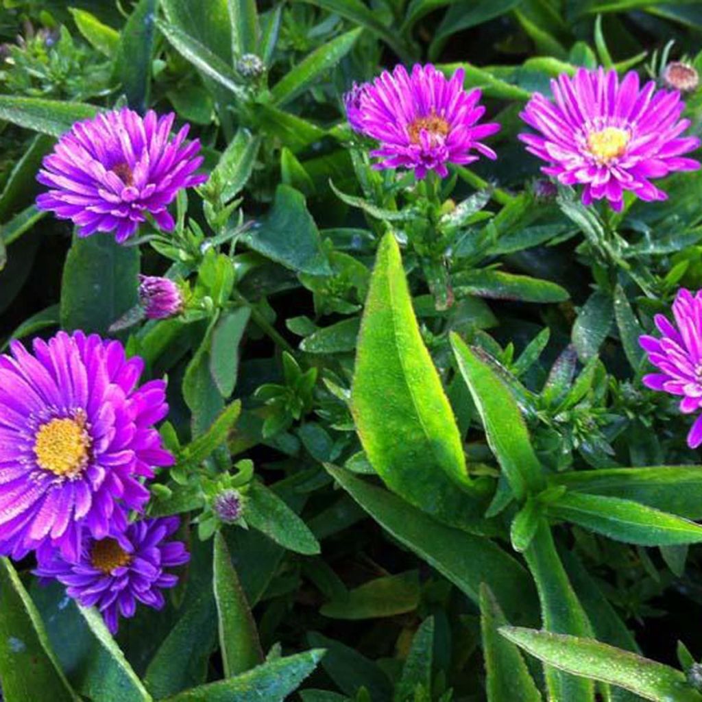 Aster dumosus Starlight - Aster nain d’automne rose foncé